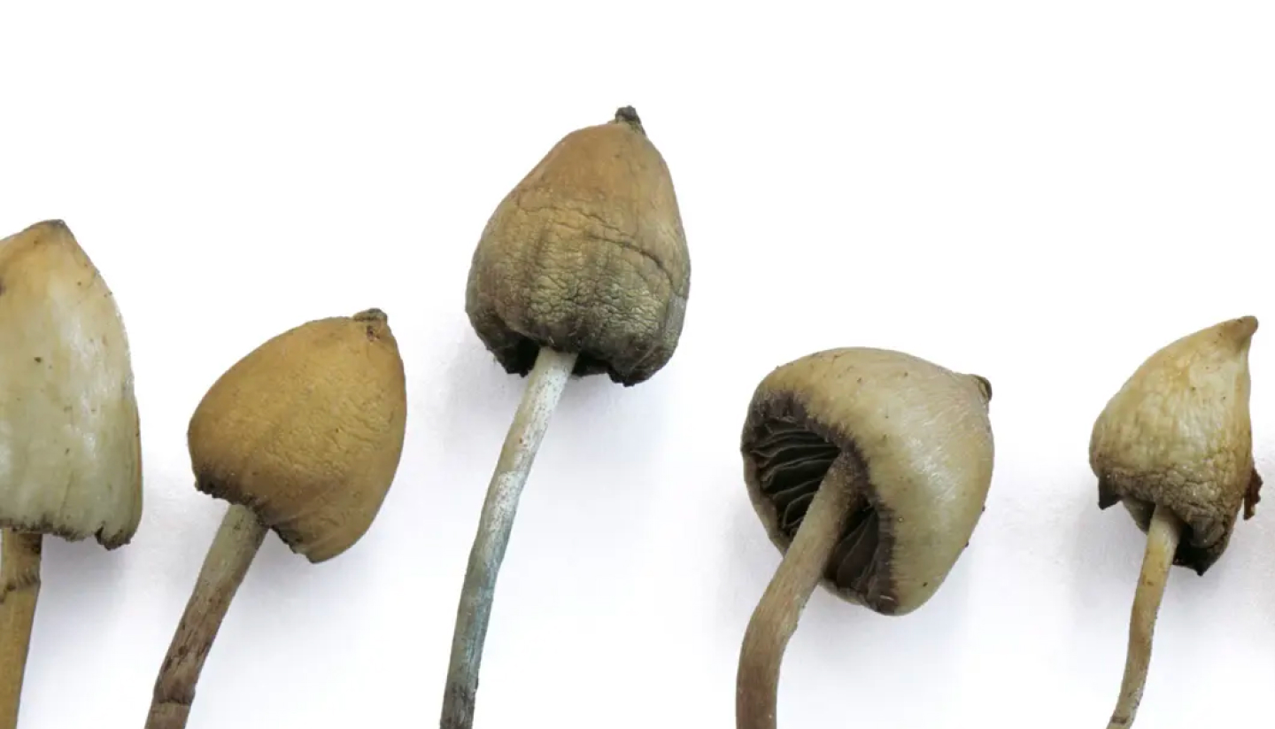 The Art of Dosage: Melmac Mushrooms for Beginners and Veterans