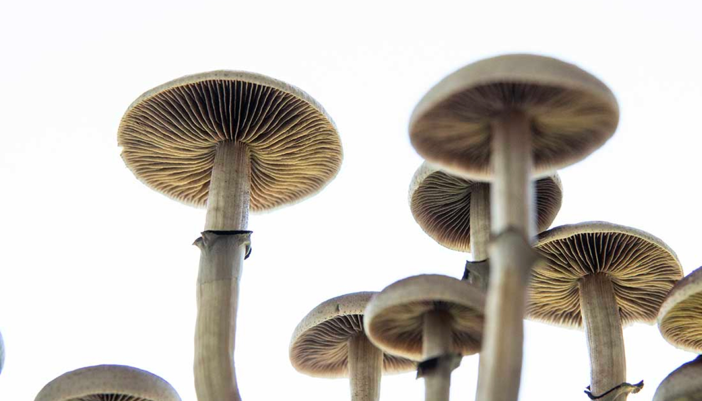 Vivid Journeys: Personal Stories of Mexican Mushroom Experiences